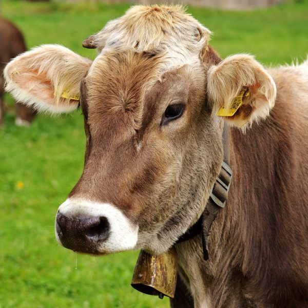 alexas_fotos-cow-3089259