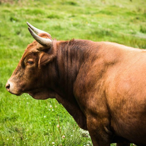 apphotograph-toro-2047495