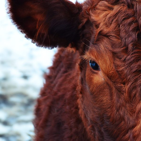 schneeknirschen-cow-174822